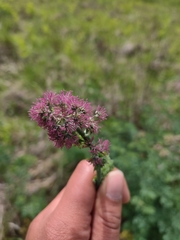 Thalictrum fendleri polycarpum