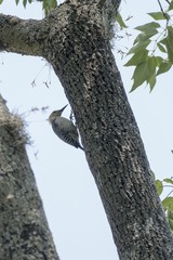 Melanerpes aurifrons
