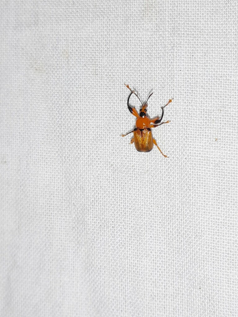 Vossieuscelus