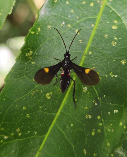 Braconidae observed 2024-04-28