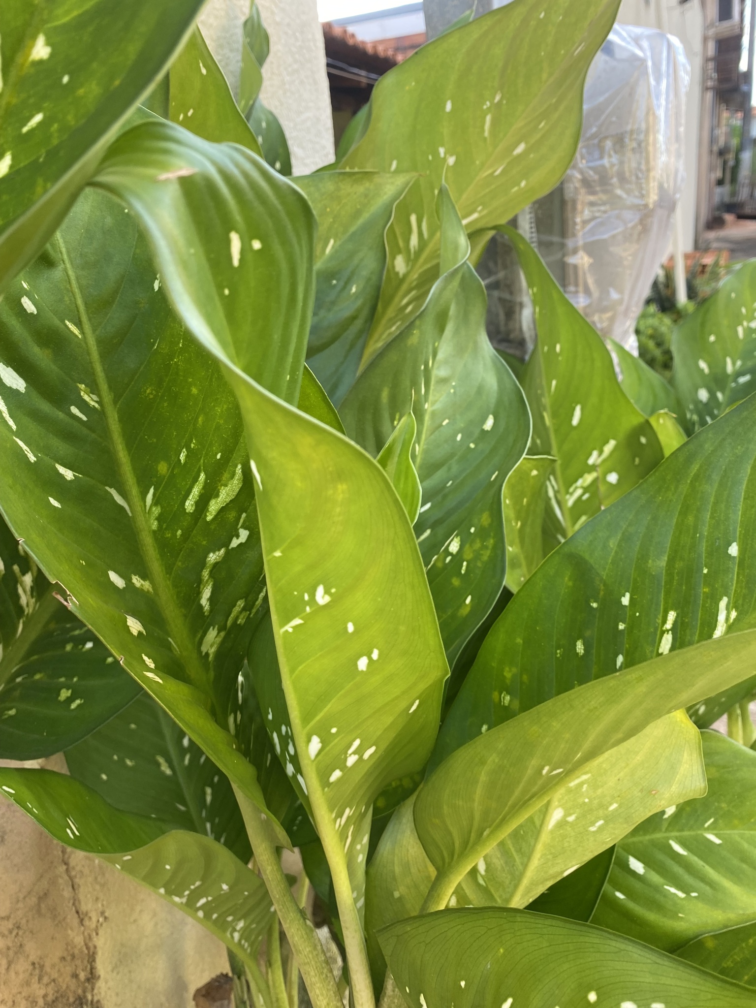 Dieffenbachia seguine