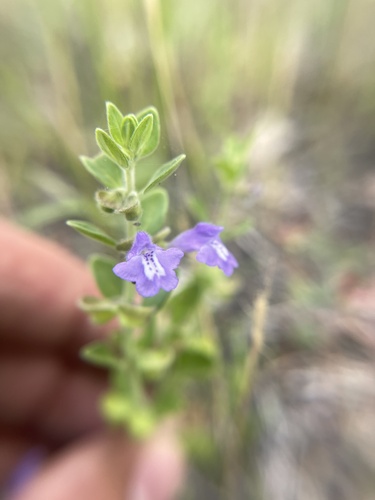 Scutellaria drummondii var. drummondii