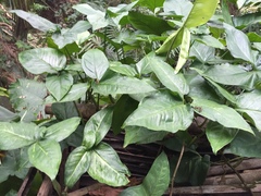 Pinellia tripartita