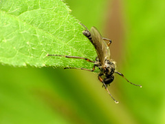 Bibio articulatus
