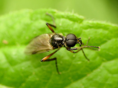 Bibio articulatus