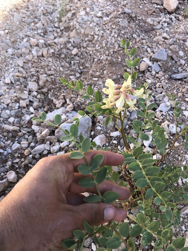 Astragalus oophorus var. caulescens