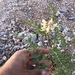 Astragalus oophorus caulescens - Photo (c) Aaron Echols,  זכויות יוצרים חלקיות (CC BY-NC), הועלה על ידי Aaron Echols