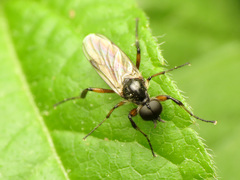 Bibio articulatus