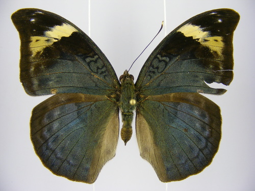 Sophus Forester