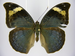 Bebearia sophus aruunda