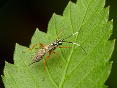 Lymeon orbus