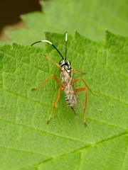 Lymeon orbus