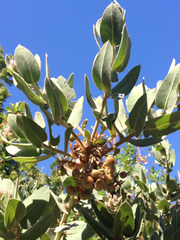 Arctostaphylos hooveri