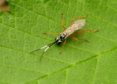 Lymeon orbus