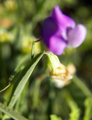 Lathyrus hirsutus