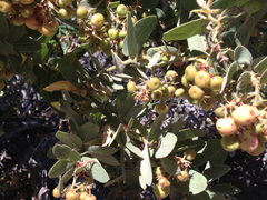 Arctostaphylos hooveri
