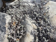 Helichrysum litorale