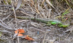 Stenocercus trachycephalus