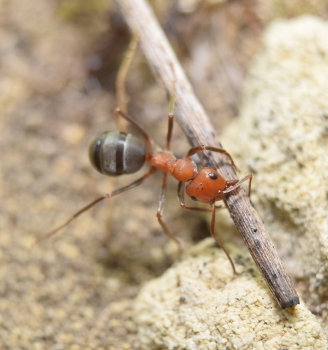 Formica prociliata