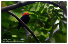 Ceratopipra mentalis