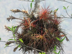 Tillandsia zoquensis