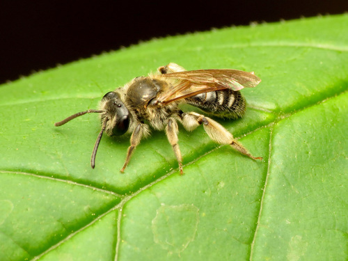Morrison's Miner Bee