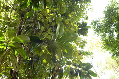 Mangifera magnifica