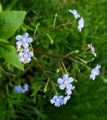 Brunnera macrophylla