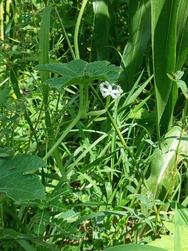 Trichosanthes anguina iNat (3)