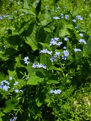 Brunnera macrophylla