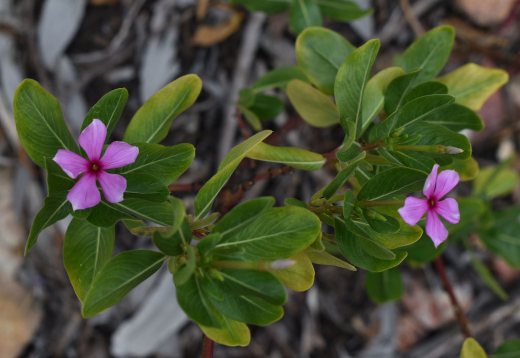 Madagascar Periwinkle from Toomulla QLD 4816, Australia on April 23 ...