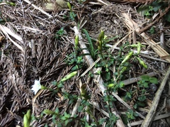 Gentiana flavomaculata