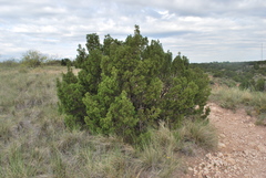 Juniperus pinchotii