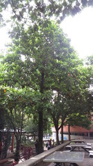 Hernandia didymantha