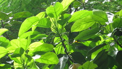 Hernandia didymantha