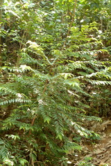 Eurya acuminata