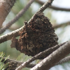 Cronartium conigenum