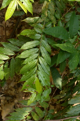 Eurya acuminata