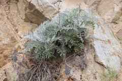 Constancea nevinii