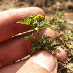 Alchemilla procumbens