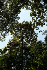Dipterocarpus crinitus