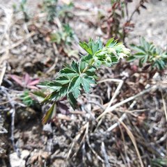 Alchemilla procumbens