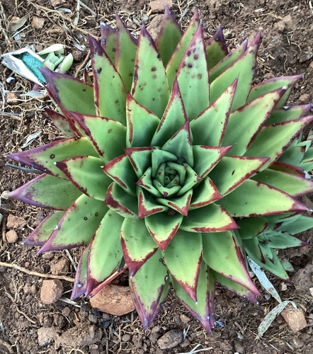 Foto de Echeveria