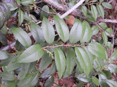 Leucothoe