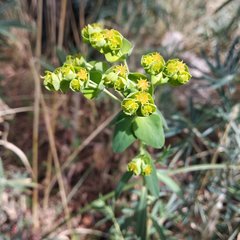 Euphorbia esuliformis