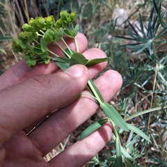 Euphorbia esuliformis