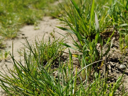 Image of Sclerochloa dura by (c) carnifex, some rights reserved (CC BY)