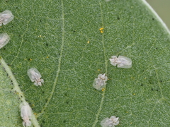 Corythucha immaculata