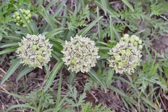 Asclepias asperula × viridis