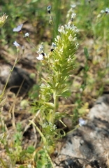 Castilleja attenuata